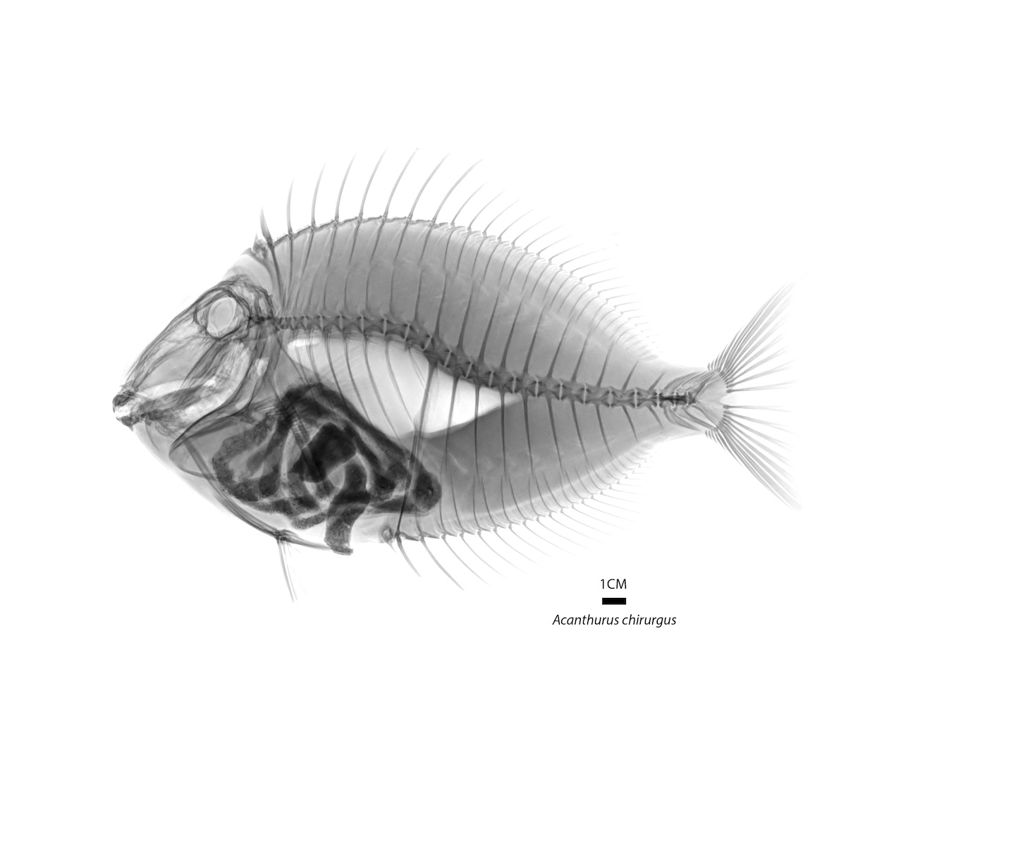 Radiografía especie